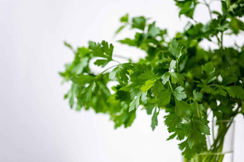Herb garden creations