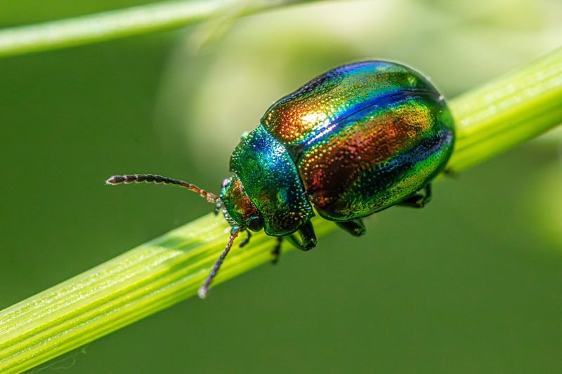 Pest control strategies