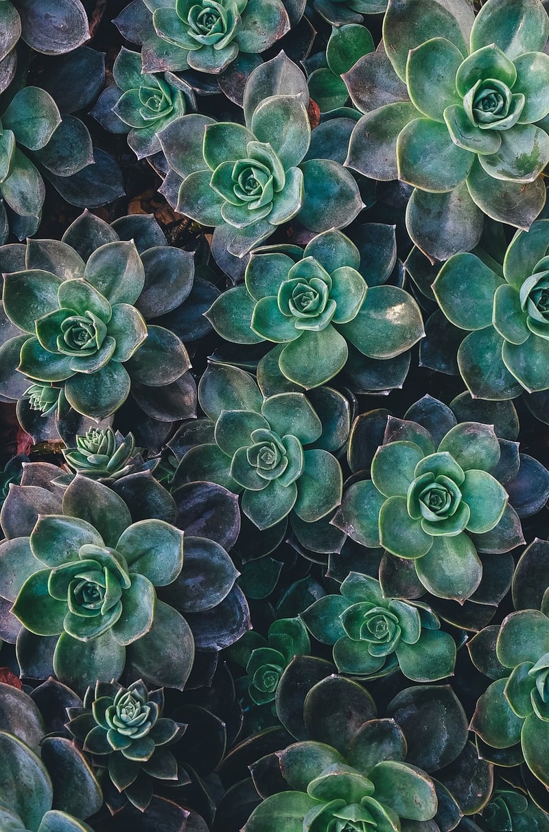 Succulent wall designs